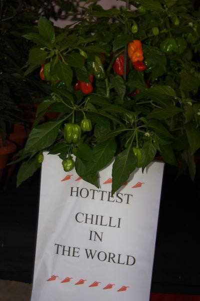 Chilli plant with caption Hottest Chilli in the World