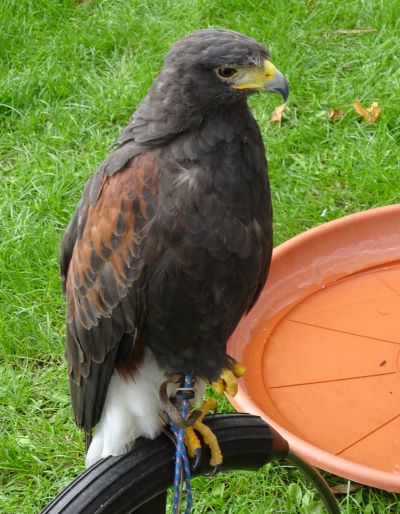 A bird of prey on a perch